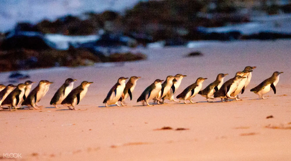 菲利普島 菲利普島